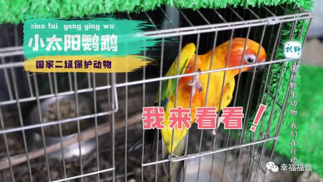 【視野】保護(hù)野生動(dòng)物 ，我們?cè)谛袆?dòng)