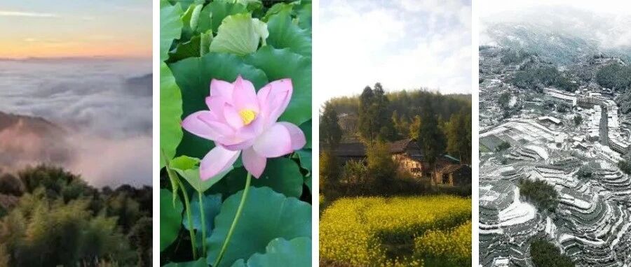 福鼎這里藏著一座“四季畫廊”……
